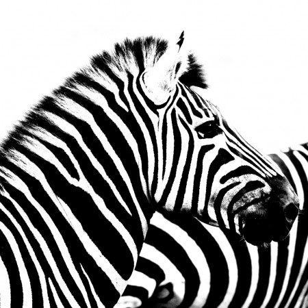 Zebra - South Africa