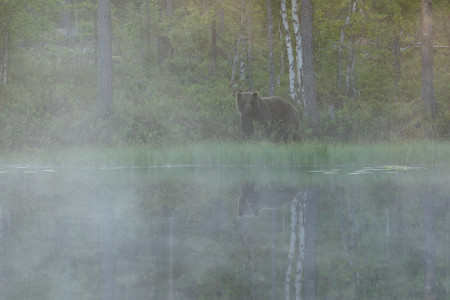 Bear - Finland