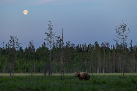 Bear - Finland