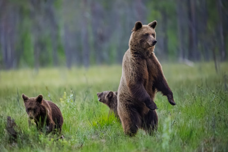 Bear - Finland