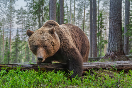 Bear - Finland