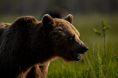 Bear - Finland