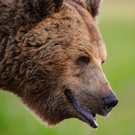 Bear - Finland