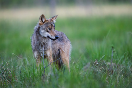Wolf - Finland